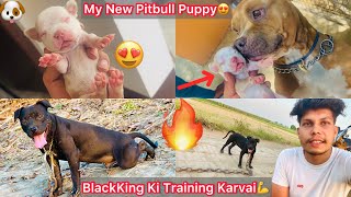 Same Bhura K Jaisa New Pitbull Puppy Le Aye😍|| BlackKing Ki Hevay Weight Training Krva De💪