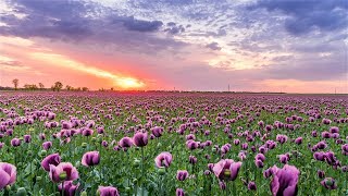 Download lagu Stunning Flowers 🌷 Amazing Nature Scenery & The Best Relax Music | kalm