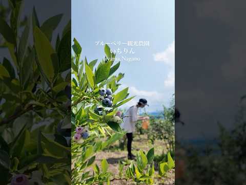ブルーベリー観光農園 いちりんの紹介動画サムネイル