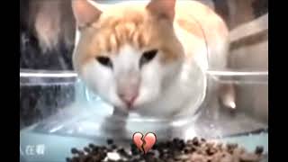 Tiktok Meme Cat Sigma