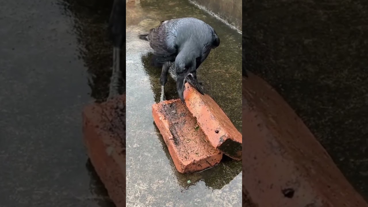 ворон - обладатель интеллекта. 