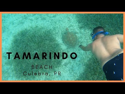 Video: Porto Riko'da Kaplumbağa İzleme