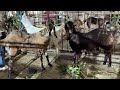 Eid Un Adha 2026 