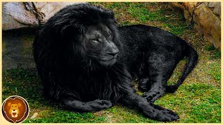 Les 10 Lions les Plus Rares du Monde