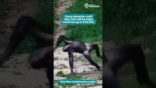 Triple Your Impact for Bonobos!