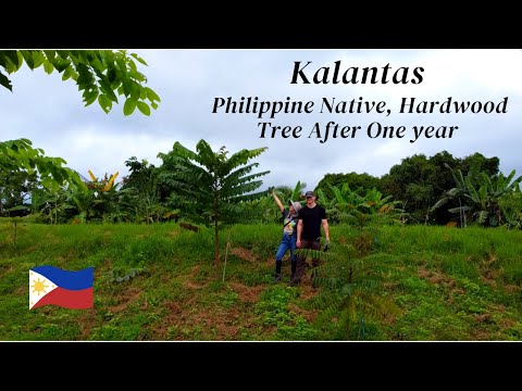 Kalantas: Philippine Native Hardwood Mahogany Alternative? Growth After One Year