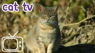 Cat TV: Videos for Cats | 4 Hours of Exciting Cat Games!