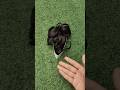Are Affordable Hair Clutches Worth It? hair clutcher