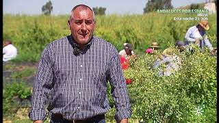 Bayas de goji frescas producidas en Andalucia