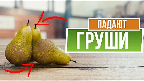 Почему груша сбрасывает плоды 🍐 Вредители в плодах груши