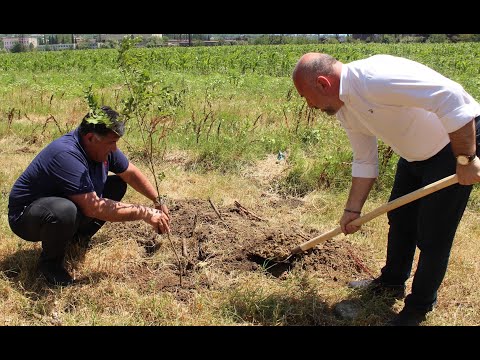 ჯორჯიან მანგანეზი ქვედა საქარაში ქარსაცავი ზოლის განაშენიანებას აგრძელებს