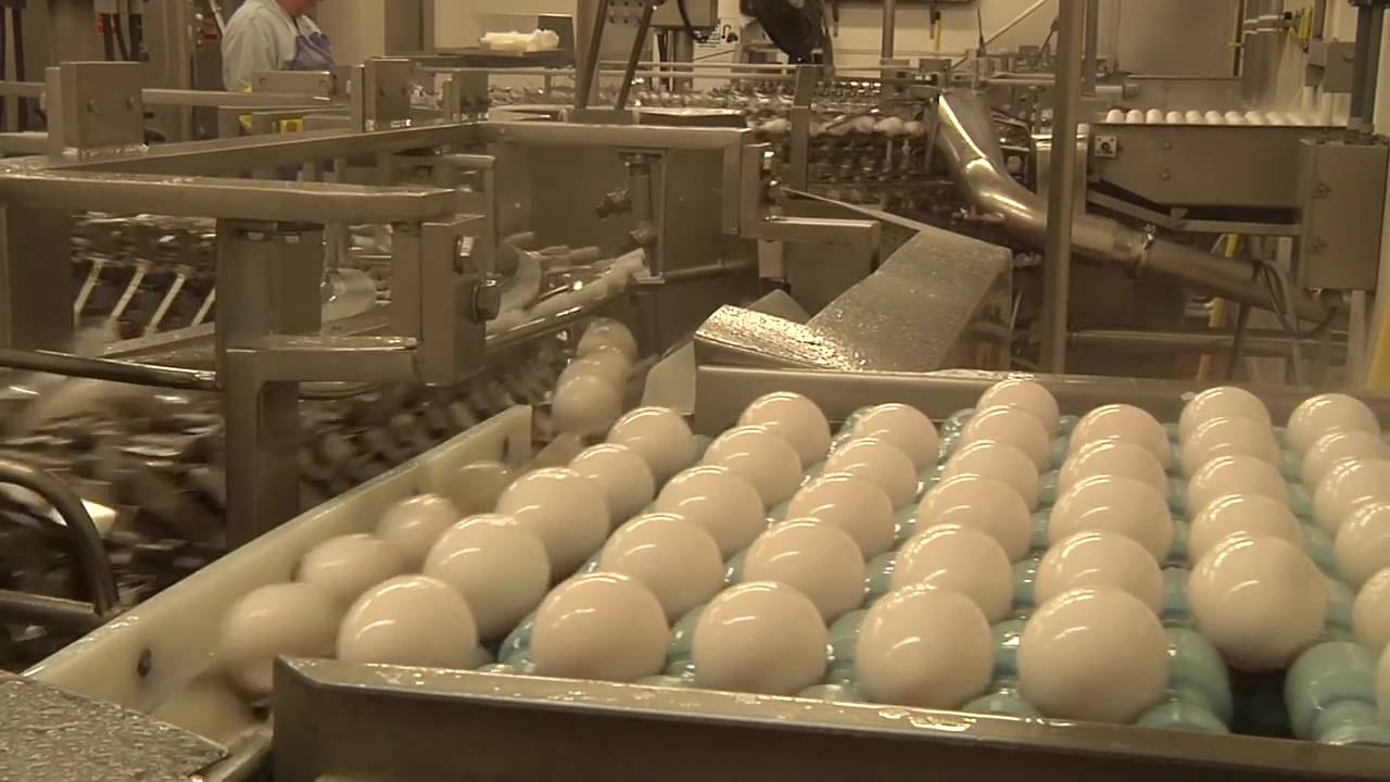 4LIFE TRANSFER FACTOR IMMUNE SYSTEM SUPPORT FOR THE WORLD