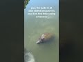 manatee mommy