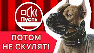 Отличие намордников для ПИТБУЛЯ как вида 'холодного оружия'