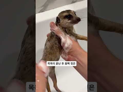 태어나서 처음 목욕하는 이 작은 친구... 마지막 눈빛에 눈물 났어요 🥺💧#cuteanimals #petcare #jerboa #animallovers