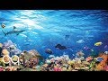 Beautiful Aquarium & Relaxing Music – Study, Reading, Sleep, Yoga – Soothing Ambient Sounds