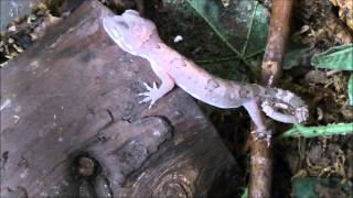 Cyrtodactylus elok