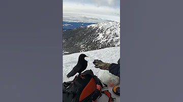 Наглая галка на вершине горы🏔️