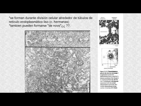 Video: ¿Qué son los plasmodesmos en las células vegetales?