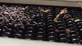 Enoveneta Grape Sort