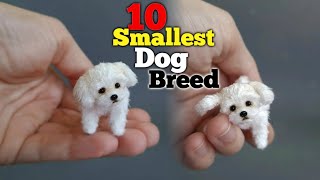 Top 10 small dog breed - easily available in India 2022 *teacup dog* screenshot 2