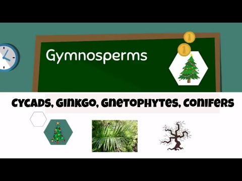 Types of gymnosperms