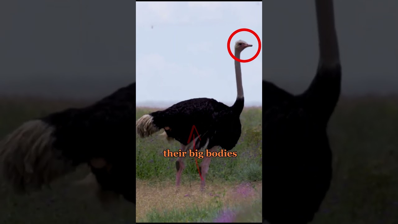 Animal myths you still believe  