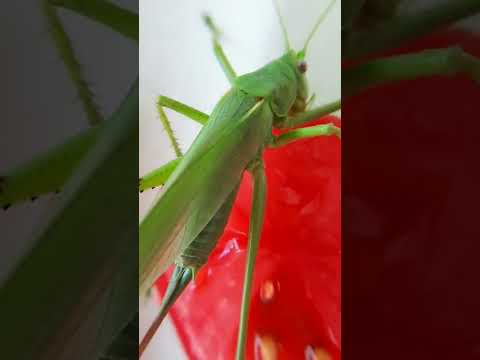 Кузнечик и помидор    #nature #природа #naturelovers #кузнечик #кузнечики
