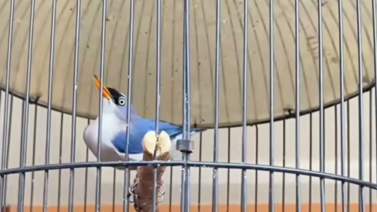 Rambatan Paruh Merah Gacor GAK ADA OBAT Cocok Buat Masteran Burung Gantangan 6 November 2025