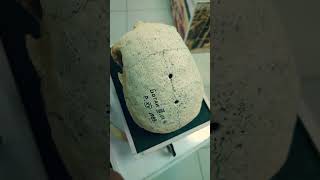 Уникальные артефакты Ботайской культуры