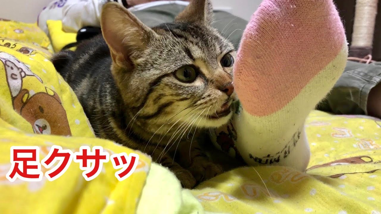 自分にピッタリの洗面器でお風呂に浸かってリラックスする猫w - YouTube
