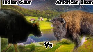 Indian Gaur Vs Bison || Bison Vs Gaur || fact of reality