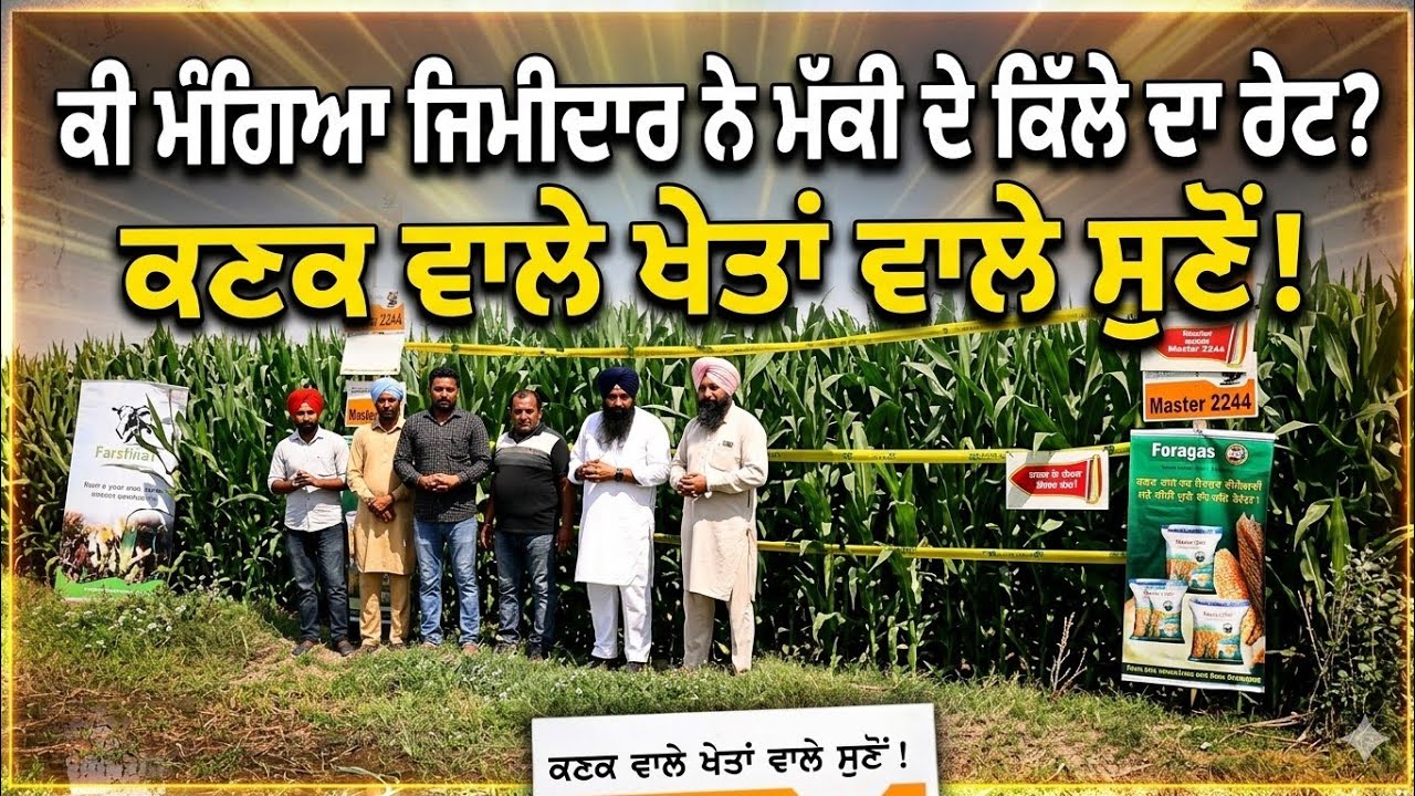 ⁣ਕੀ ਮੰਗਿਆ ਸਾਇਲਜ ਵਾਲੀ ਮੱਕੀ ਦੇ ਇੱਕ ਕਿੱਲੇ ਦਾ ਰੇਟ,, 55 ਦਿਨ ਦੀ ਮੱਕੀ ਗ੍ਰੋਥ ਚੈਕ ਕਰੋ 