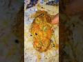Authentic Mustard Fish curry #food #shorts