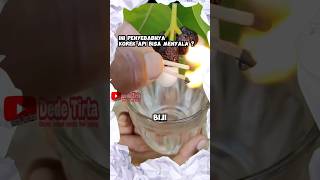 Ini sebabnya biji Bhilawa (biba) dapat menyalakan korek api #feedshorts #faktaunik #shortvideo