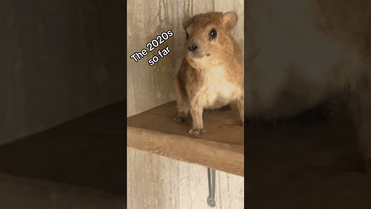Hyrax screaming WAWA meme, dealing with the year 2025 so far