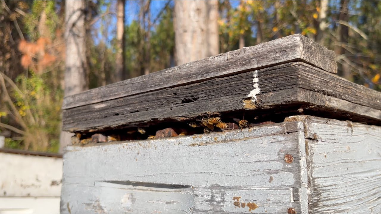 Bees, Blueberries, & Sweet Blueberry Honey 🐝🫐🍯 | The Blueberry Barn