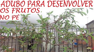 Adubo Para Desenvolver Bem Os Frutos No Pé