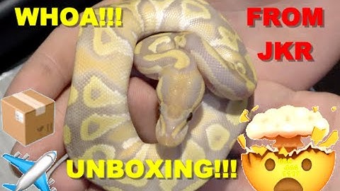 Crazy $6000 Ball Python Unboxing From JKR!