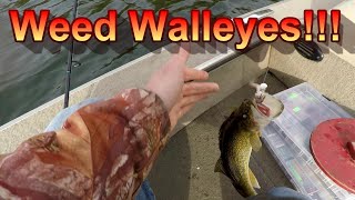 Walleye Fishing – Surefire Techniques For Catching Walleye In The Weeds