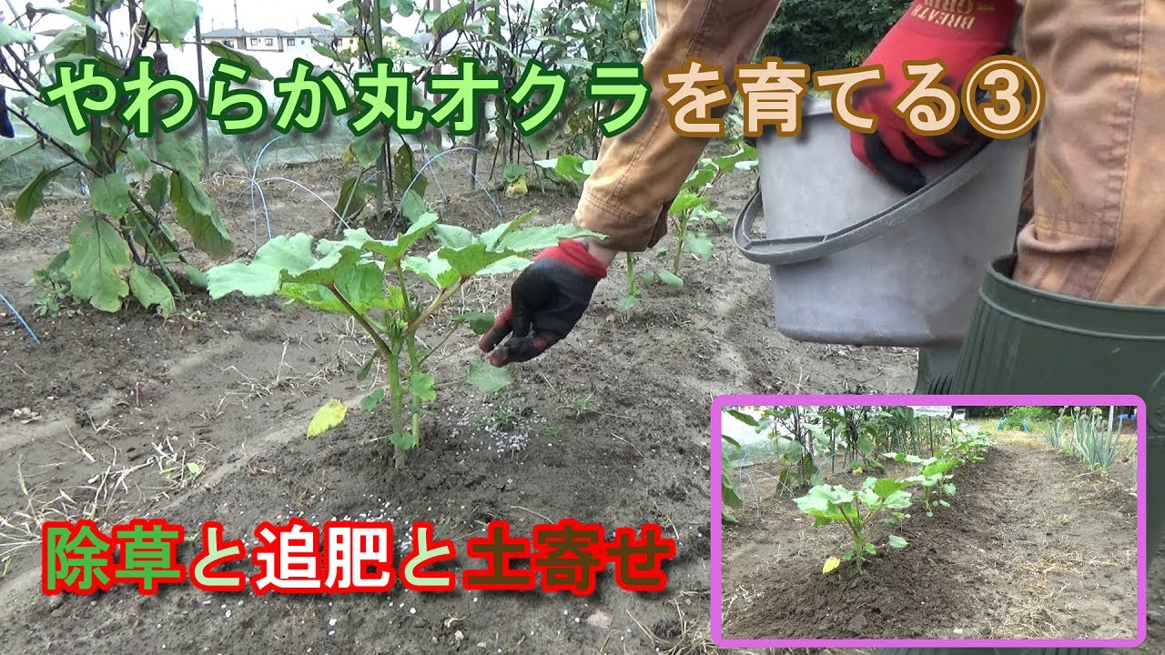 家庭菜園 やわらか丸オクラを育てる 除草と追肥と土寄せ Youtube 家庭菜園 やわらか丸オクラを育てる 除草と追肥と土寄せ Youtube