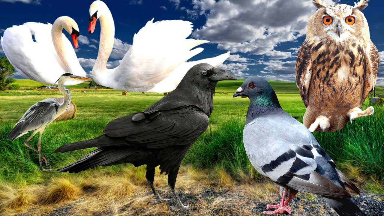 Familiar Animals around us:  Swan, Dove, Heron, Owl, Rook