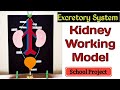 Excretory system working model stepbystep guidekidney working school projectkansal creation