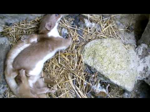 Robert E Fuller: Two weasels mating