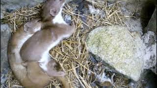 Two Weasels Mating | Discover Wildlife | Robert E Fuller