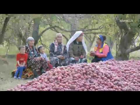 Video: Antonovka olma parvarishi boʻyicha qoʻllanma: Antonovka mevali daraxtlari haqida maʼlumot