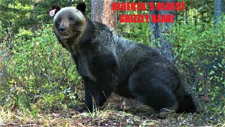 How old do wild grizzly bears get?