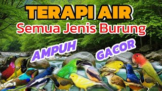 BURUNG MACET BUNYI PANCING SUARA INI AUTO GACOR, TERAPI AIR UNTUK SEMUA JENIS BURUNG MACET BUNYI