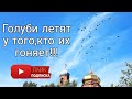 Бакинские голуби.Только ленивый не может их поднять