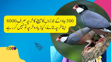 Fawn Java , Java Sparrow , Java Finch , Lovebird , White Java , Silver Java  #javasparrow #birds